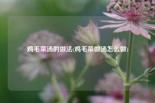 鸡毛菜汤的做法(鸡毛菜做汤怎么做)