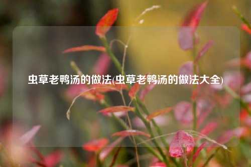虫草老鸭汤的做法(虫草老鸭汤的做法大全)